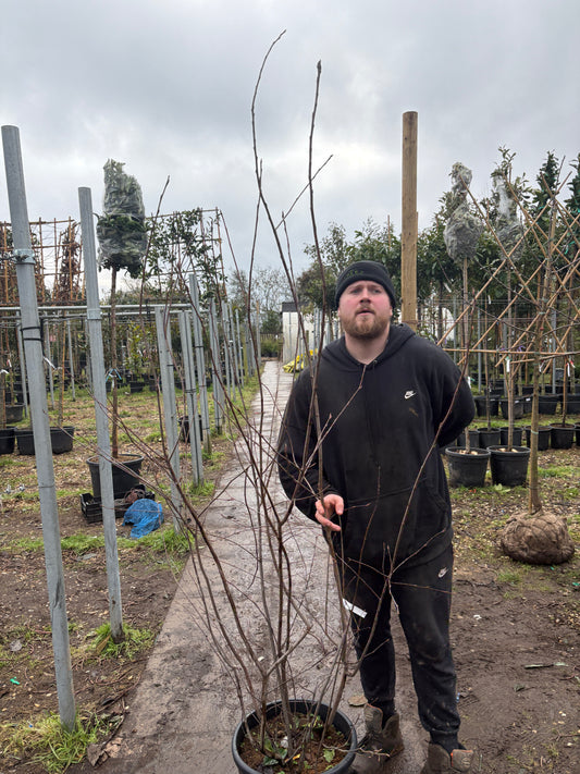 Amelanchier lamarckii - multi stem