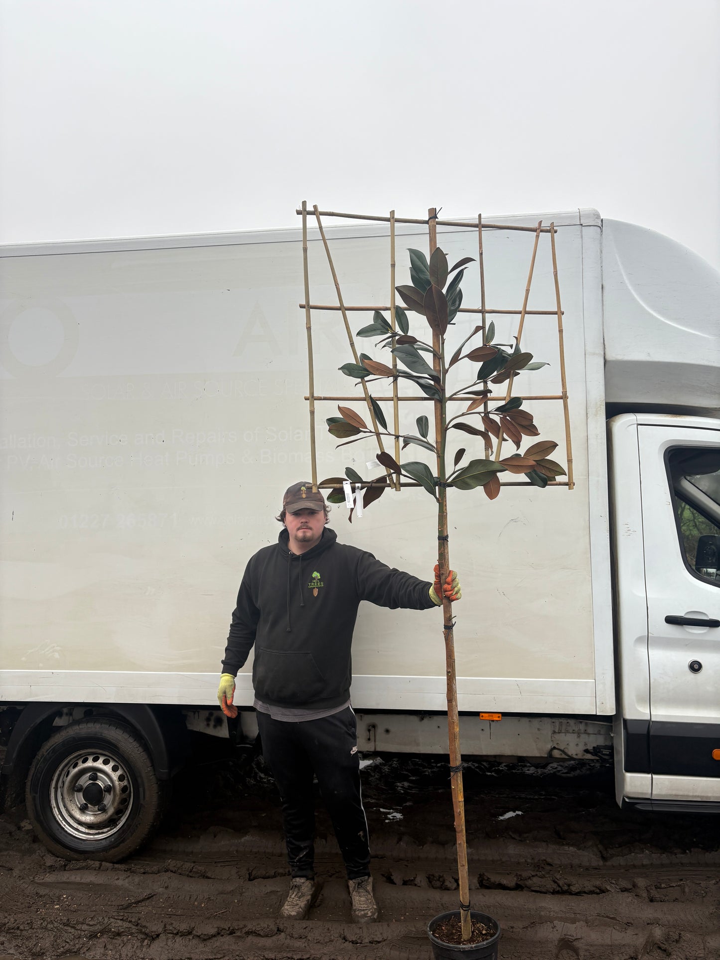 Pleached magnolia - Magnolia grandiflora (150-160cm clear stem)