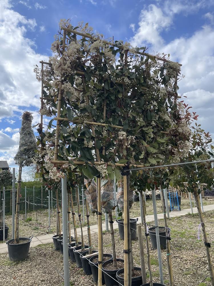 Red Robin - Pleached (140-160cm clear stem)