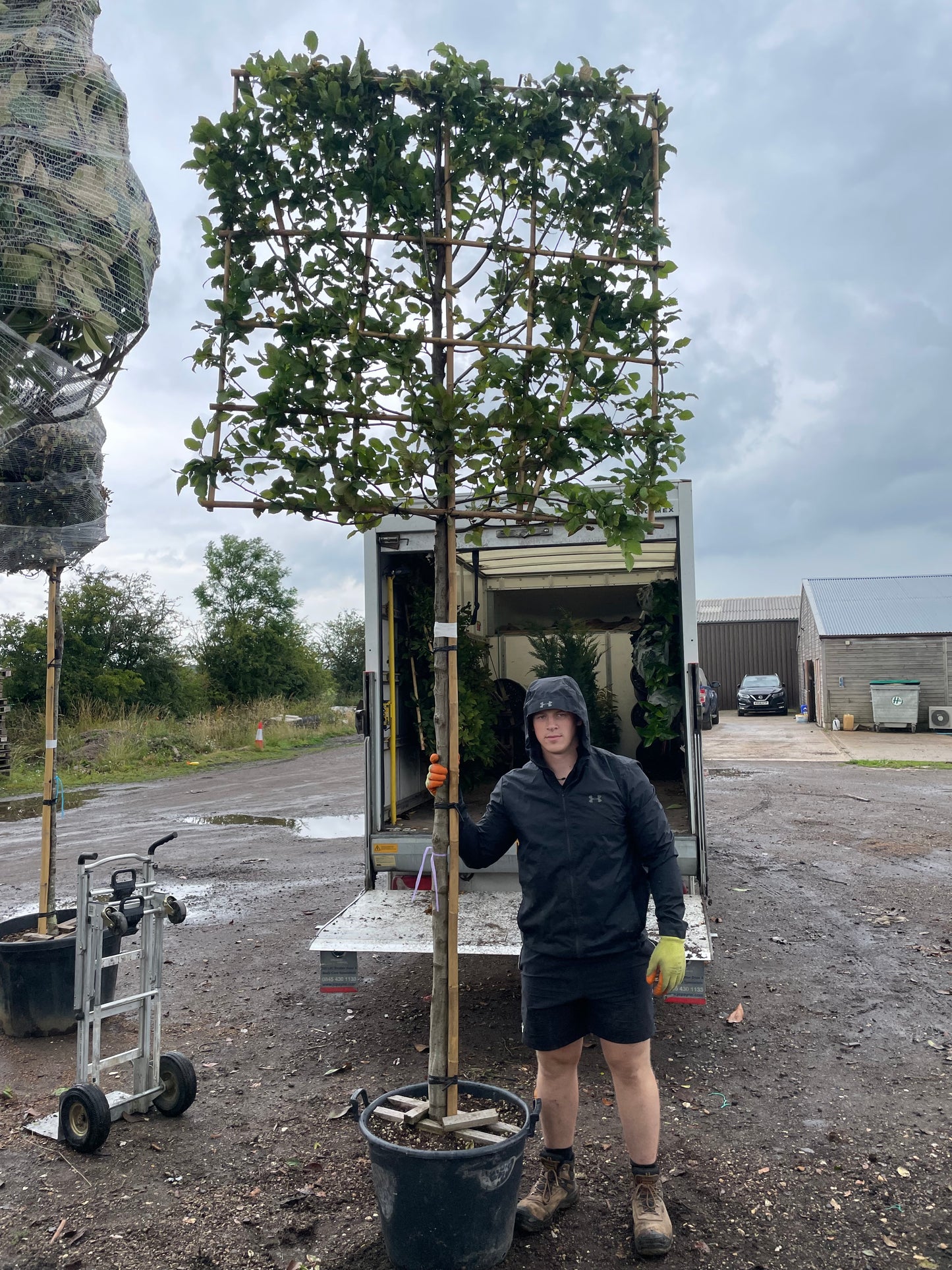 Mature Hornbeam - Pleached - 180-200cm clear stem