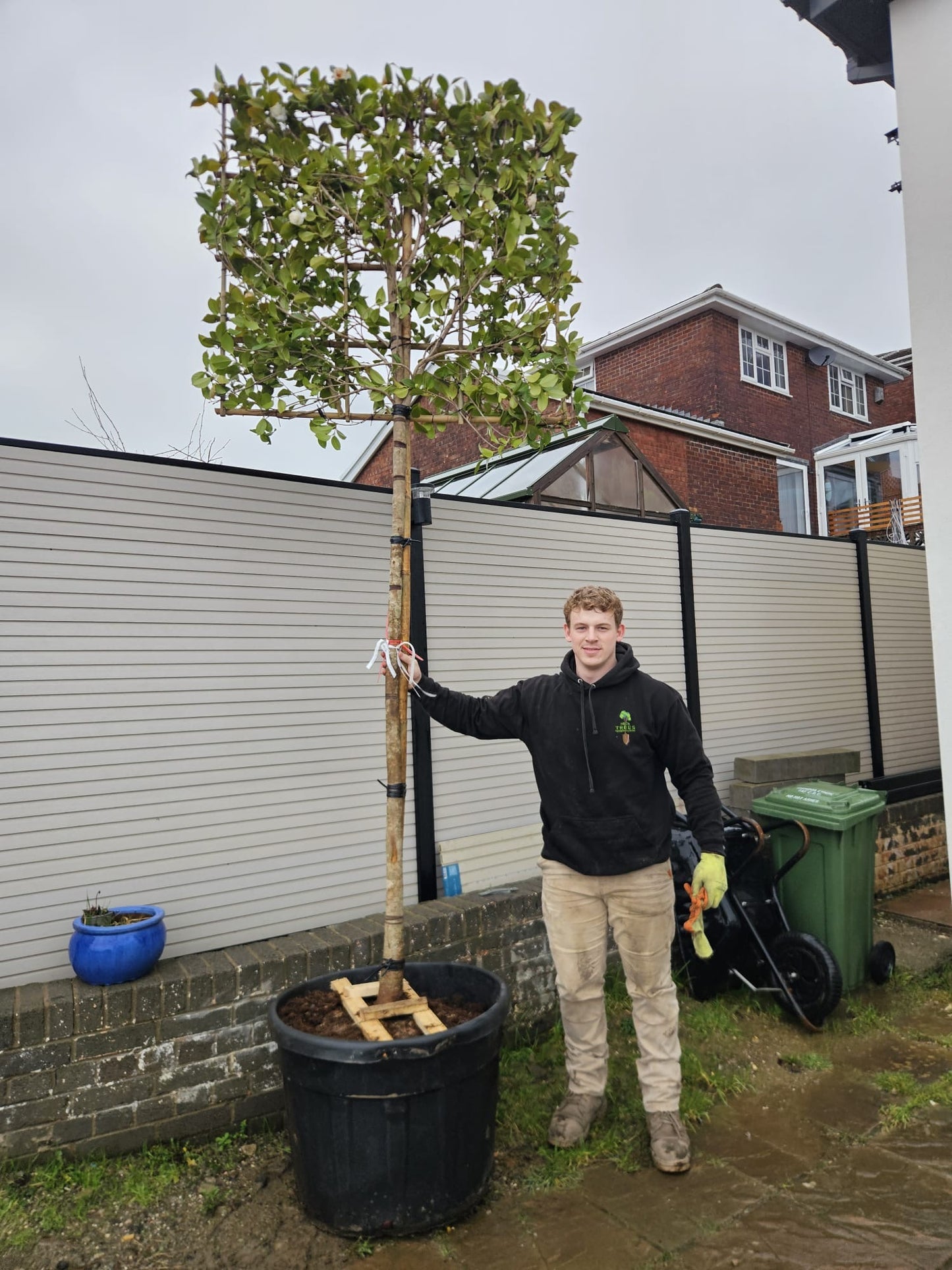 Pleached Camellia 'Snowball'