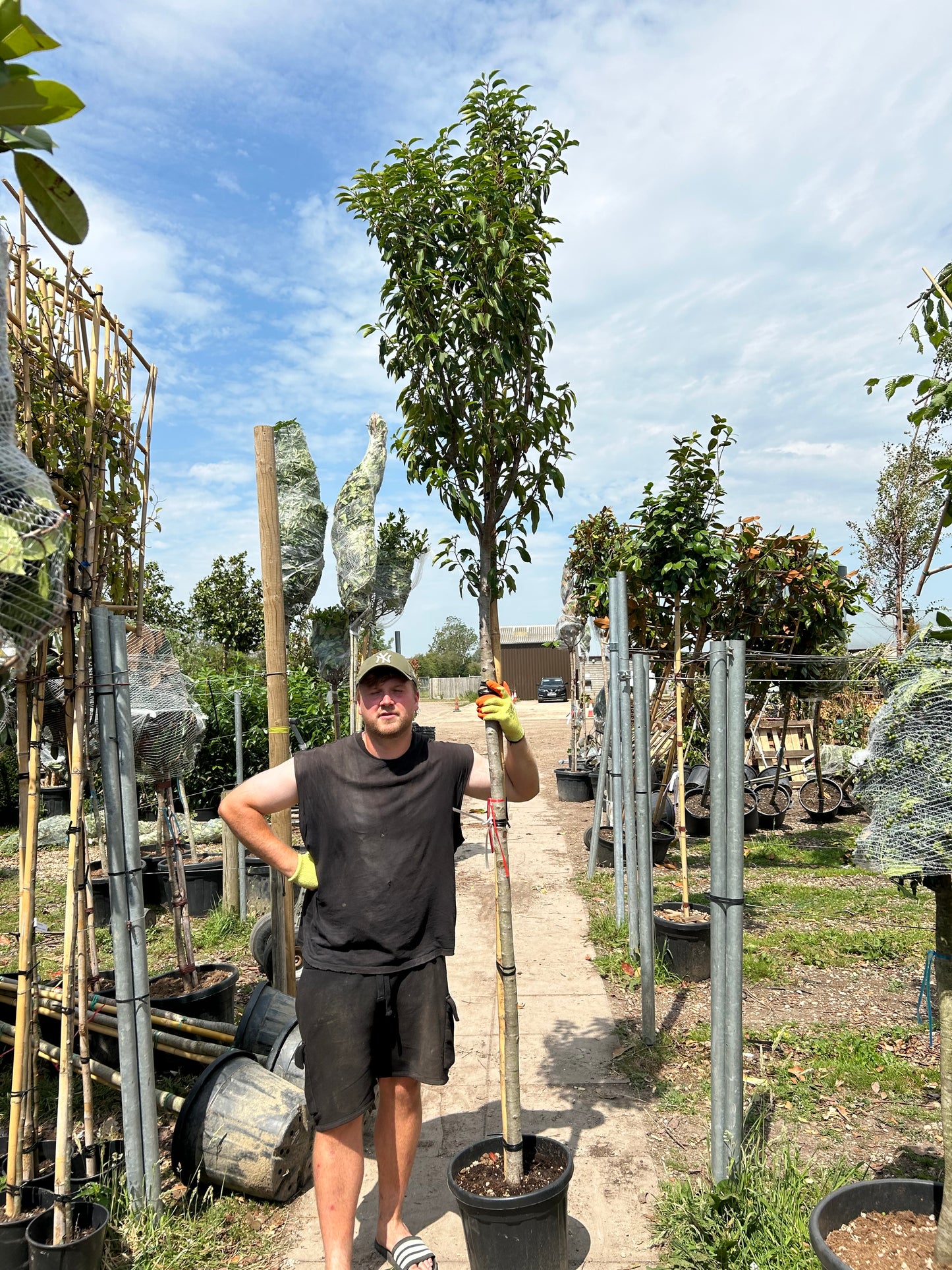 Portuguese laurel (Prunus Lusitanica) - Standard Trees (180-190cm clear stem)