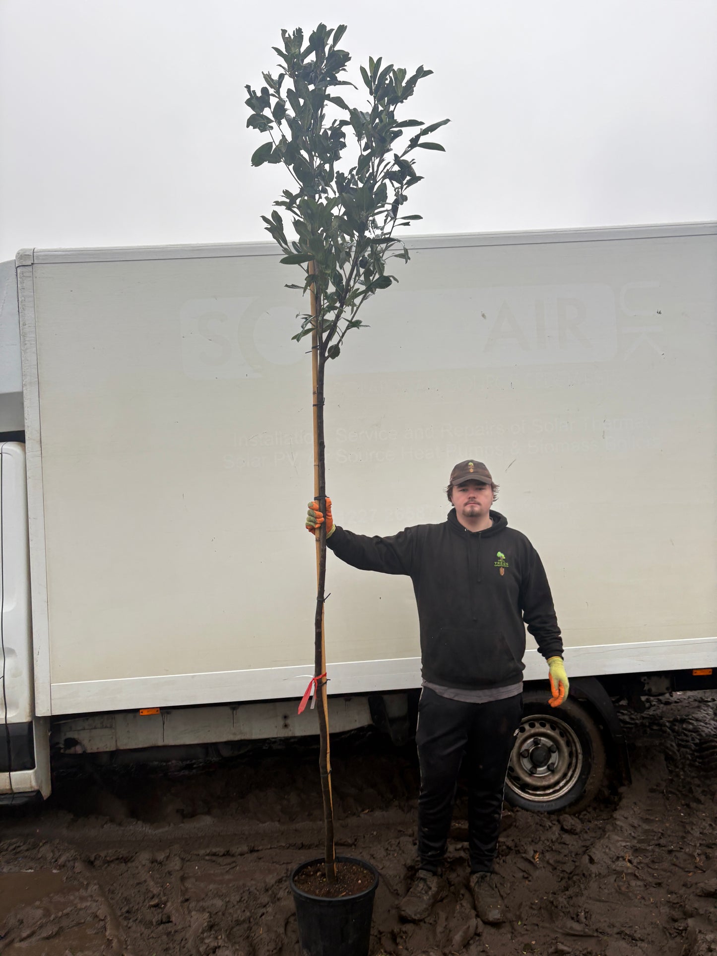 Prunus laurocerasus 'Rotundifolia' (English Cherry Laurel) - full standard (180-190cm clear stem) CONTAINER GROWN