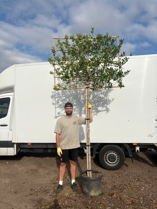 Pleached Ilex Nellie R stevens - Full standard (180-190cm clear stem)