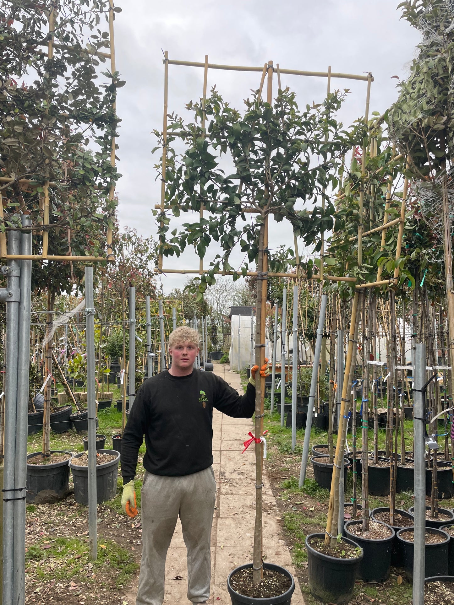 Ligustrum japonica “Japanese Privet” - Pleached (180-190cm clear stem)