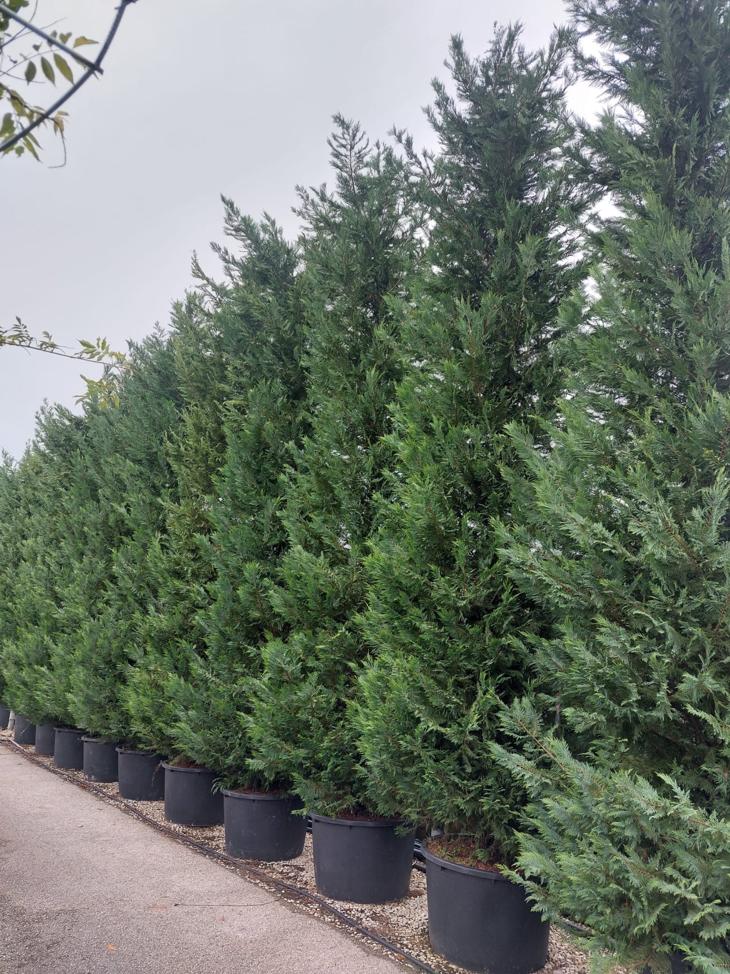 Leyland cypress (Leyland cypress)