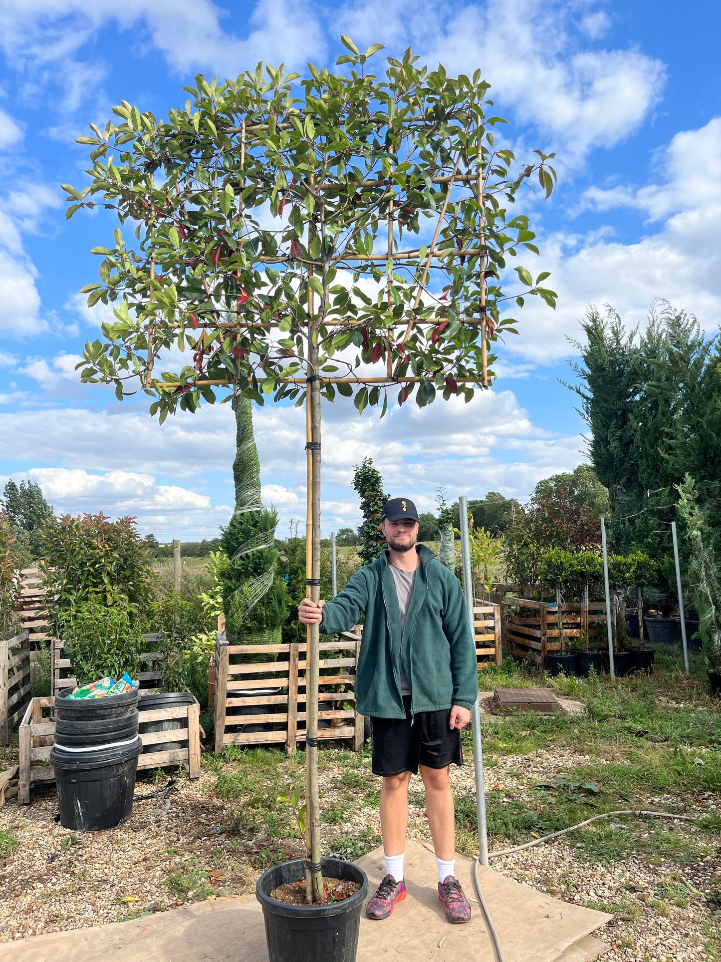Red Robin - Pleached (180-200cm clear stem)