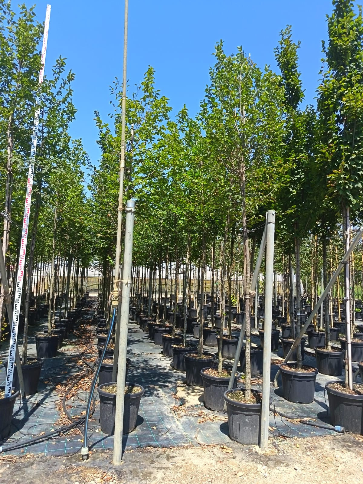 Carpinus betula Standard Trees (Hornbeam) (180-190cm clear stem)