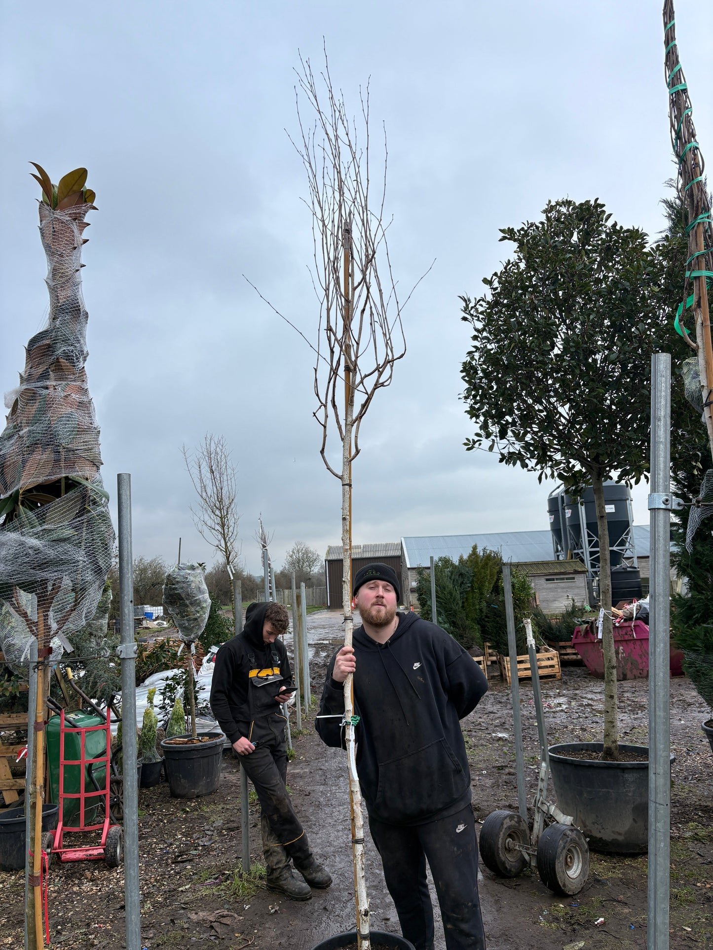 Betula utilis (Himalayan Birch) - full standard - (180-190cm clear stem)