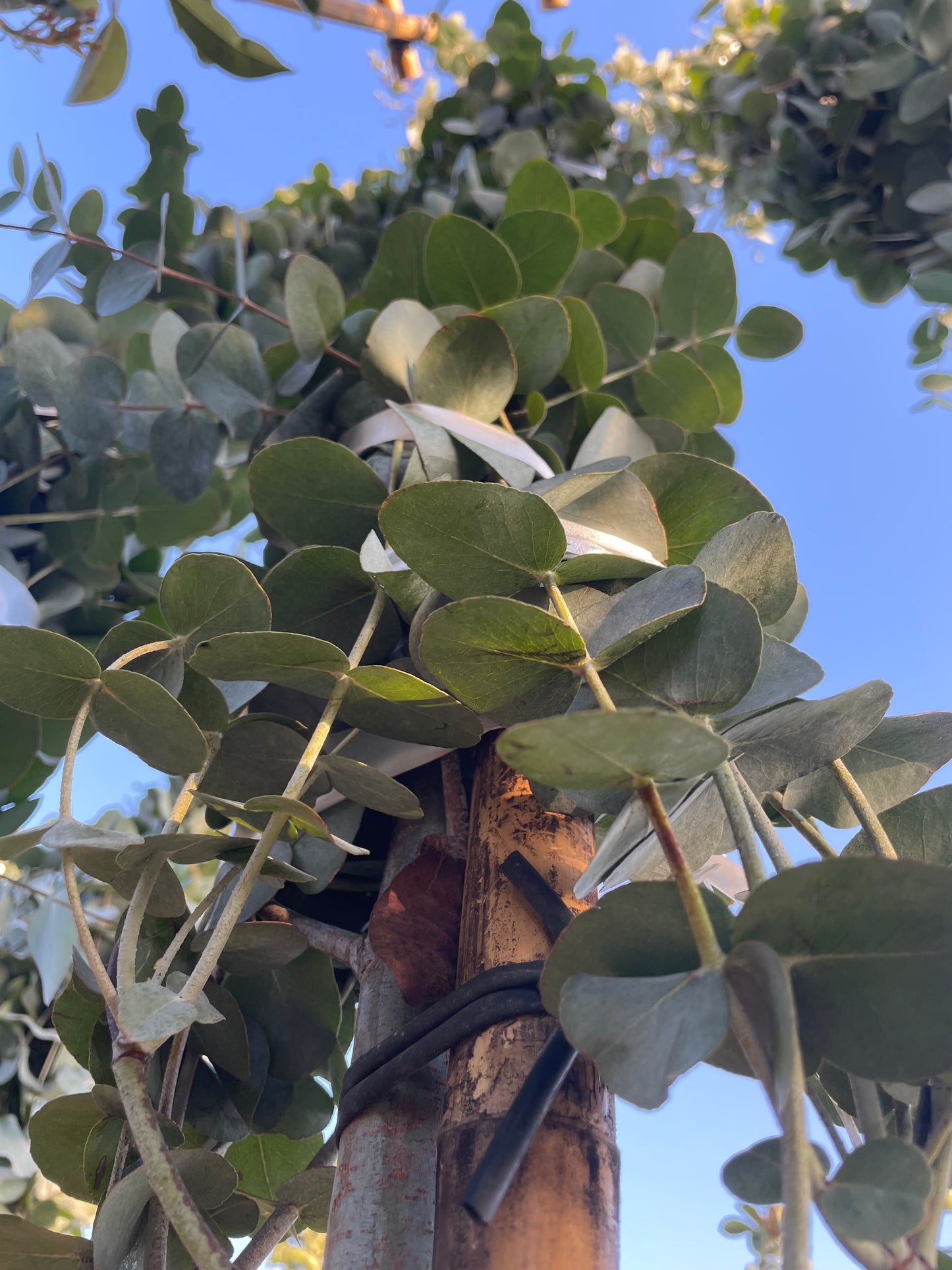Eucalyptus gunnii - 3/4 standard
