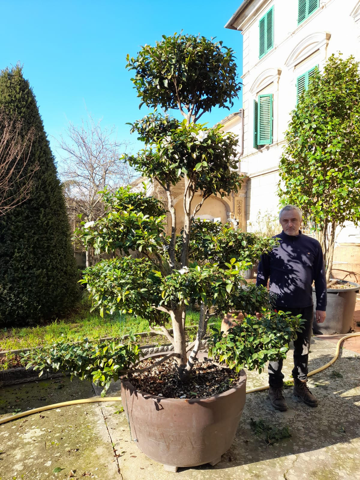 camellia bonsai tree Camellia sasanqua Hinode Gumo bonsai