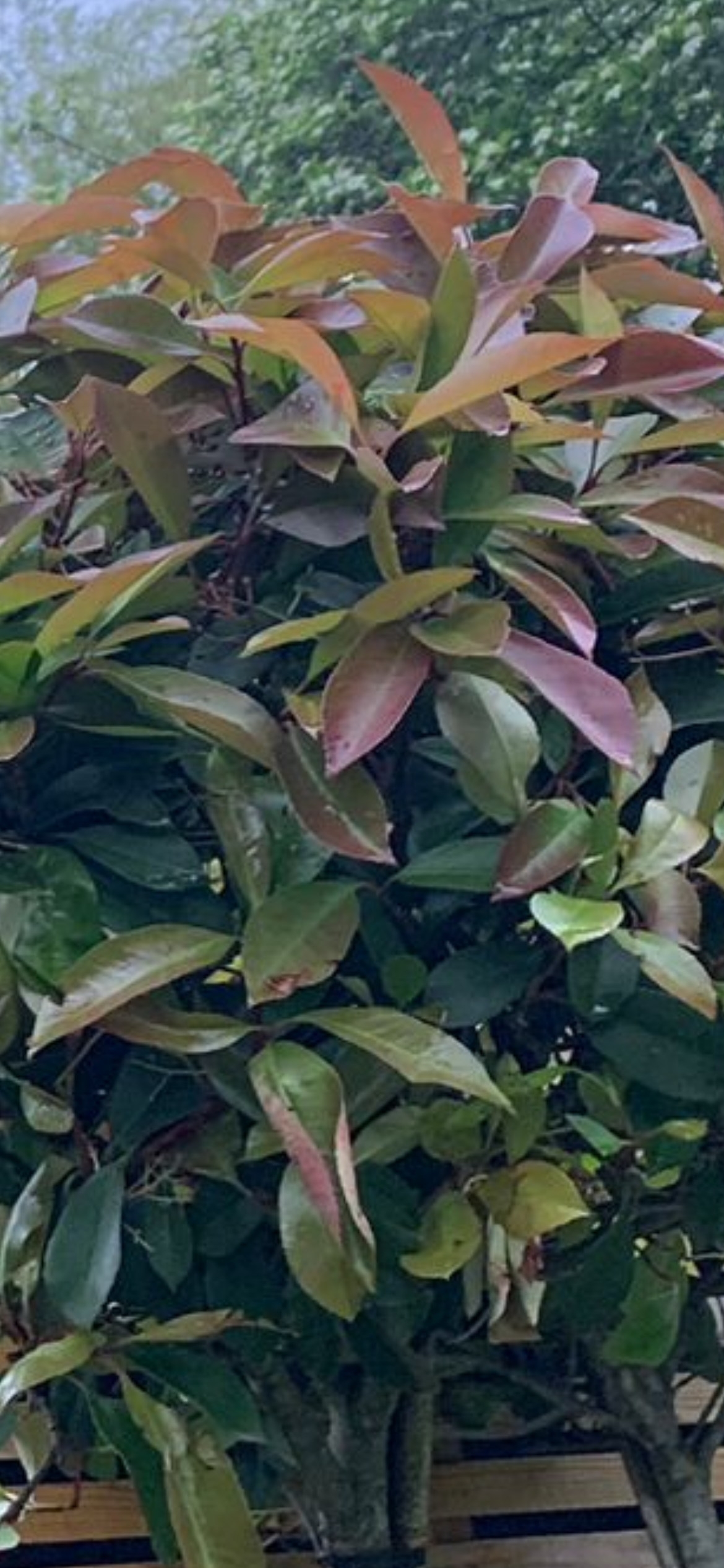 Red Robin - Pleached (140-160cm clear stem)