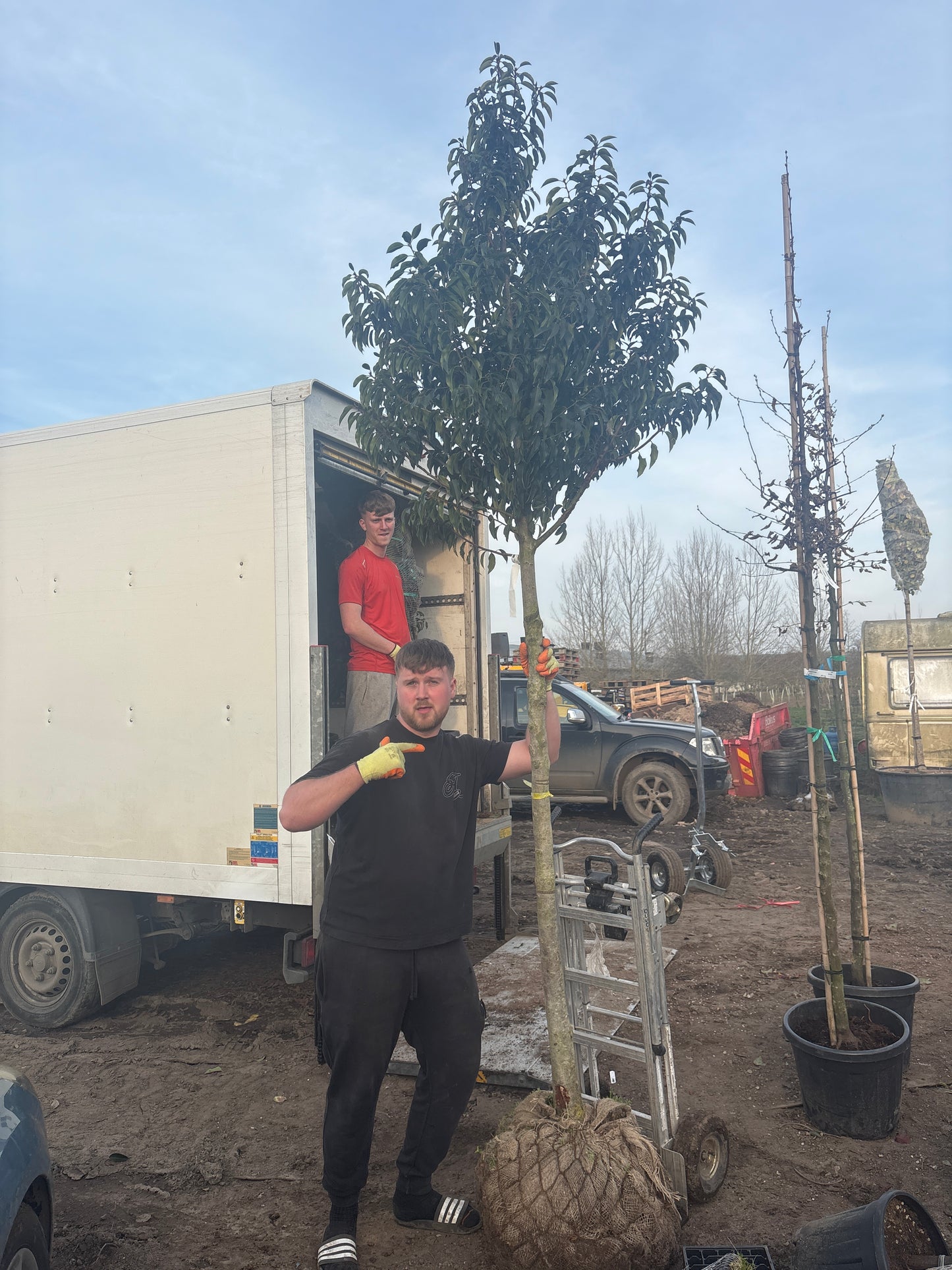 Portuguese laurel (Prunus Lusitanica) - Standard Trees (180-190cm clear stem)