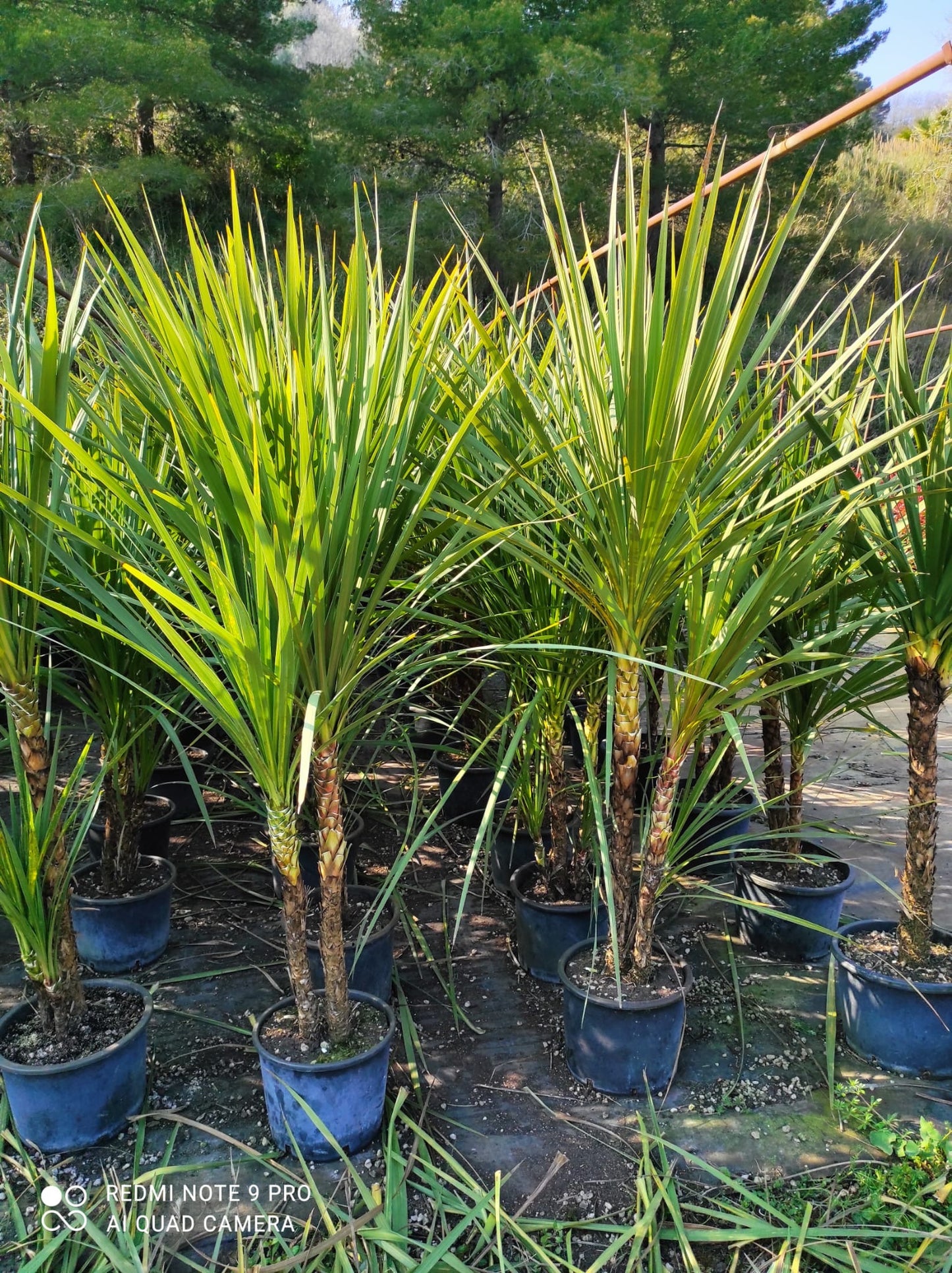 Cordyline australis - multi stem