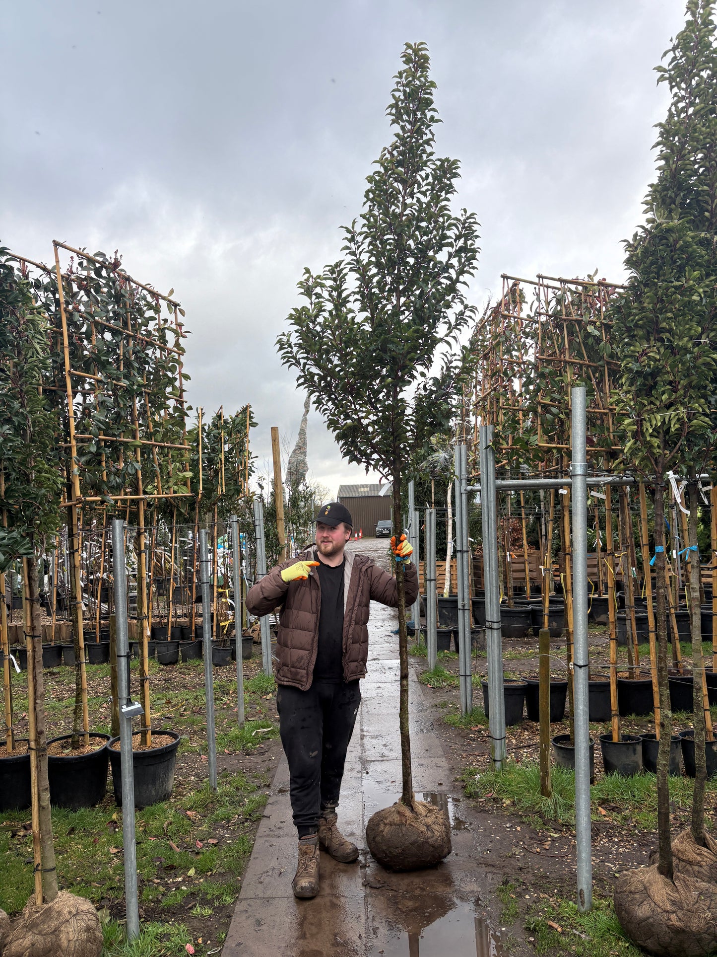 Portuguese laurel (Prunus Lusitanica) - Standard Trees (180-190cm clear stem)