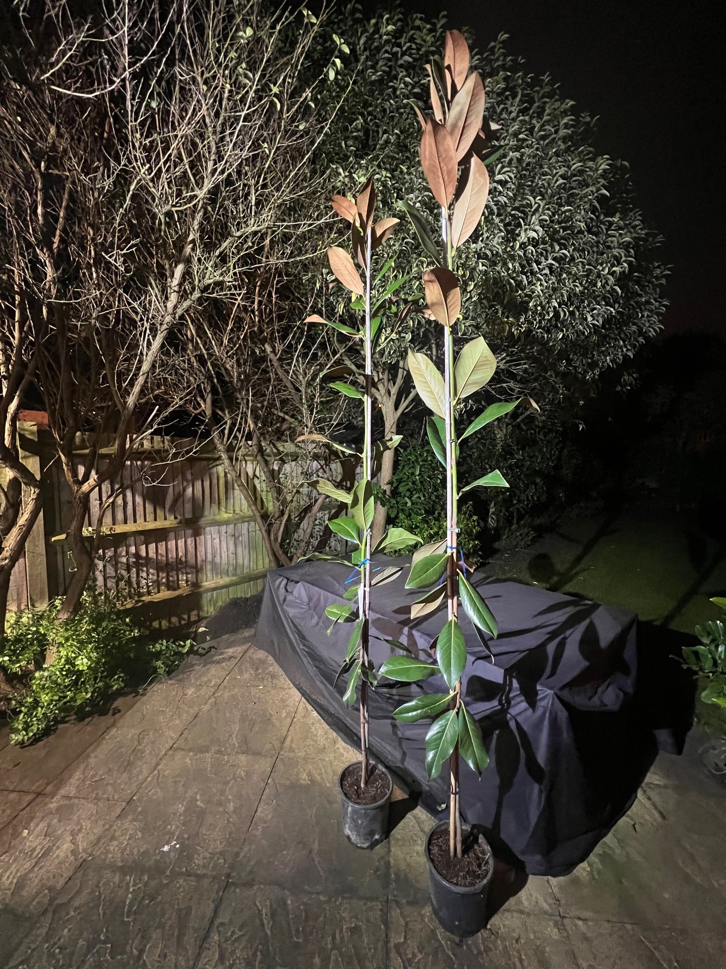 Magnolia Grandiflora - 3/4 Standard Trees (140-160cm clear stem)