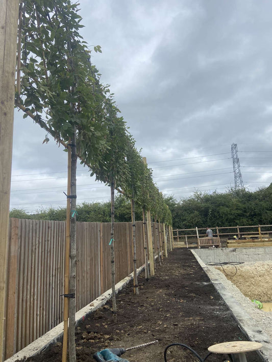Hornbeam - Pleached - 140-160cm clear stem