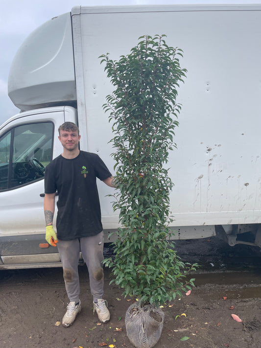 Prunus lusitanica (Portuguese Laurel) - Rootball Hedging