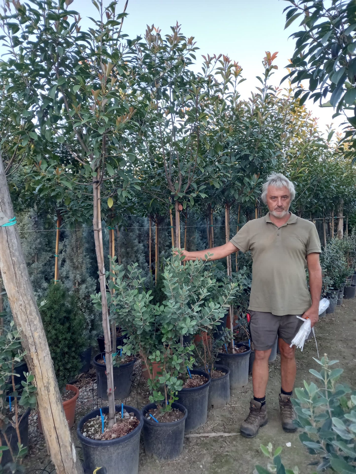 Red Robin - 3/4 standard trees (140-160cm clear stem)