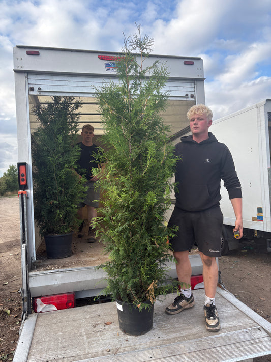 Thuja occidentalis 'Brabant' - Container