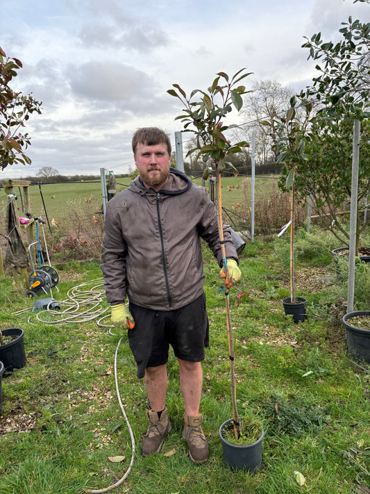 Red Robin - 3/4 standard trees (140-160cm clear stem)
