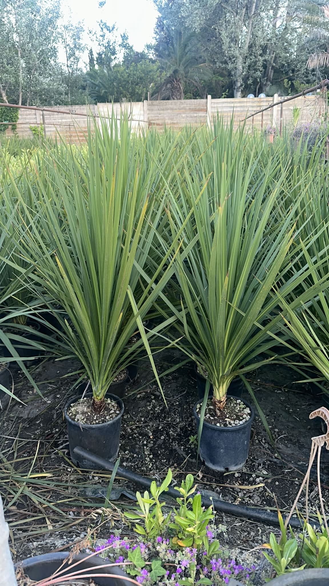 Cordyline australis - single stem