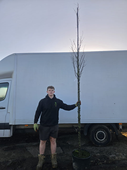 Carpinus betulus ‘Fastigiata’ - full standard (180-200cm clear stem)