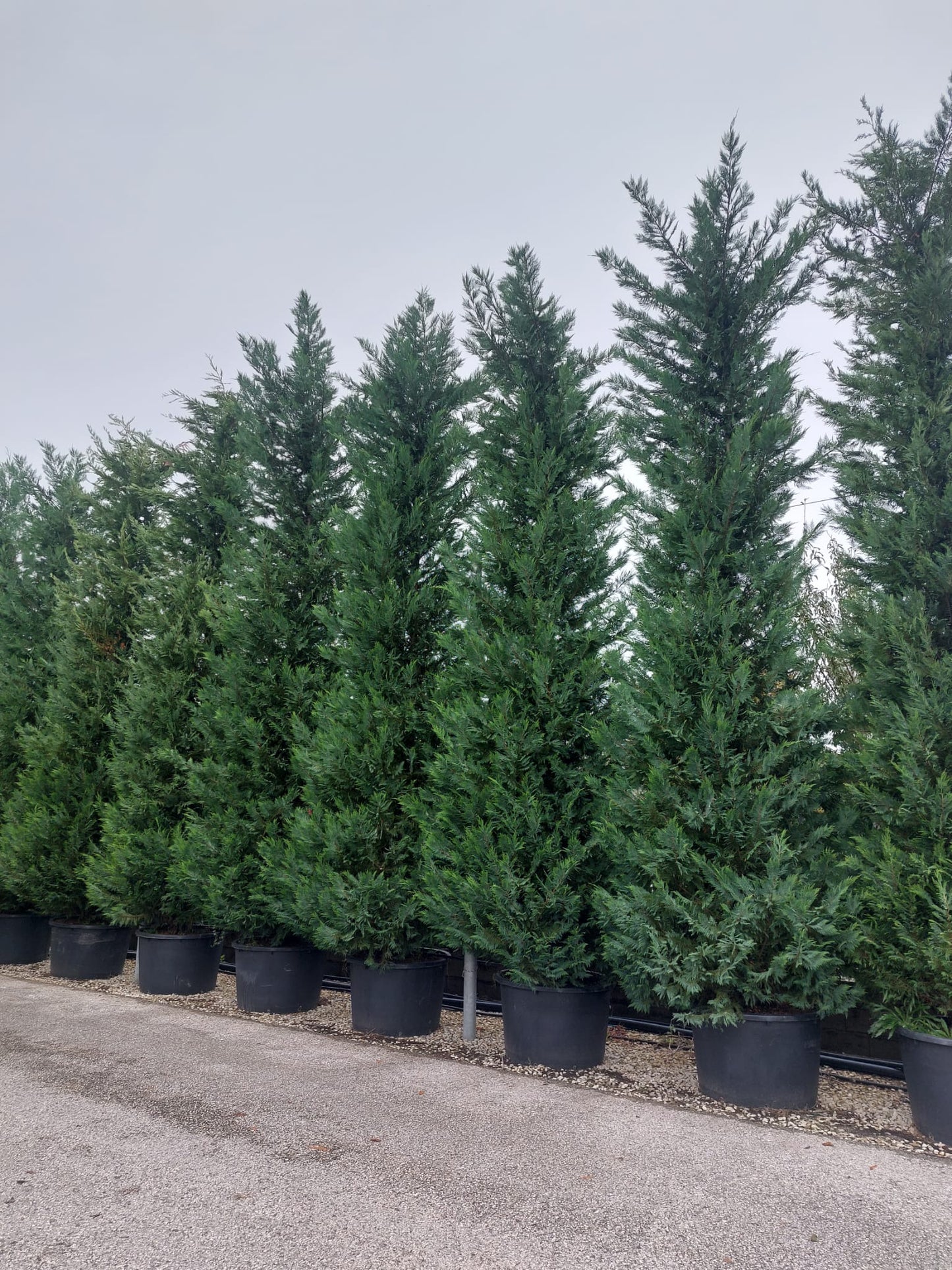 Leyland cypress (Leyland cypress)