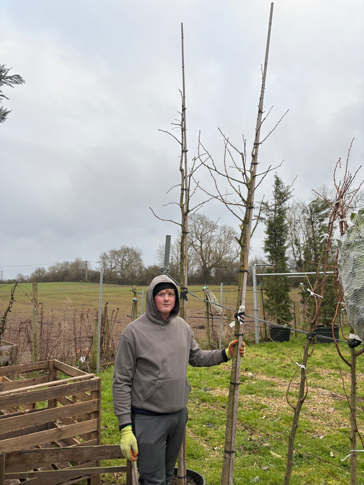 Full Standard Trees | Mature Trees For Sale - Buy Online - H&C's Trees