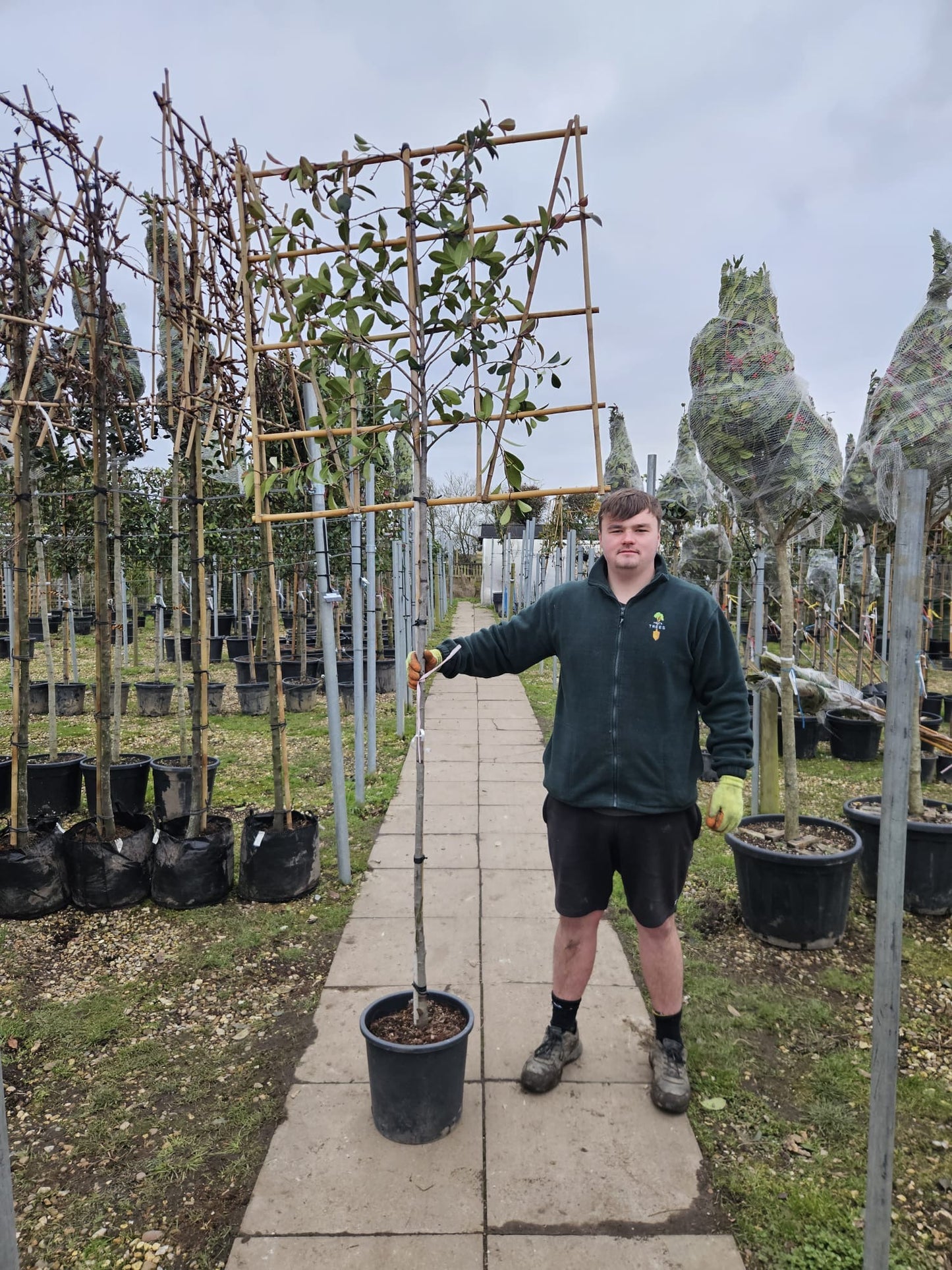 Red Robin - Pleached (140-160cm clear stem)