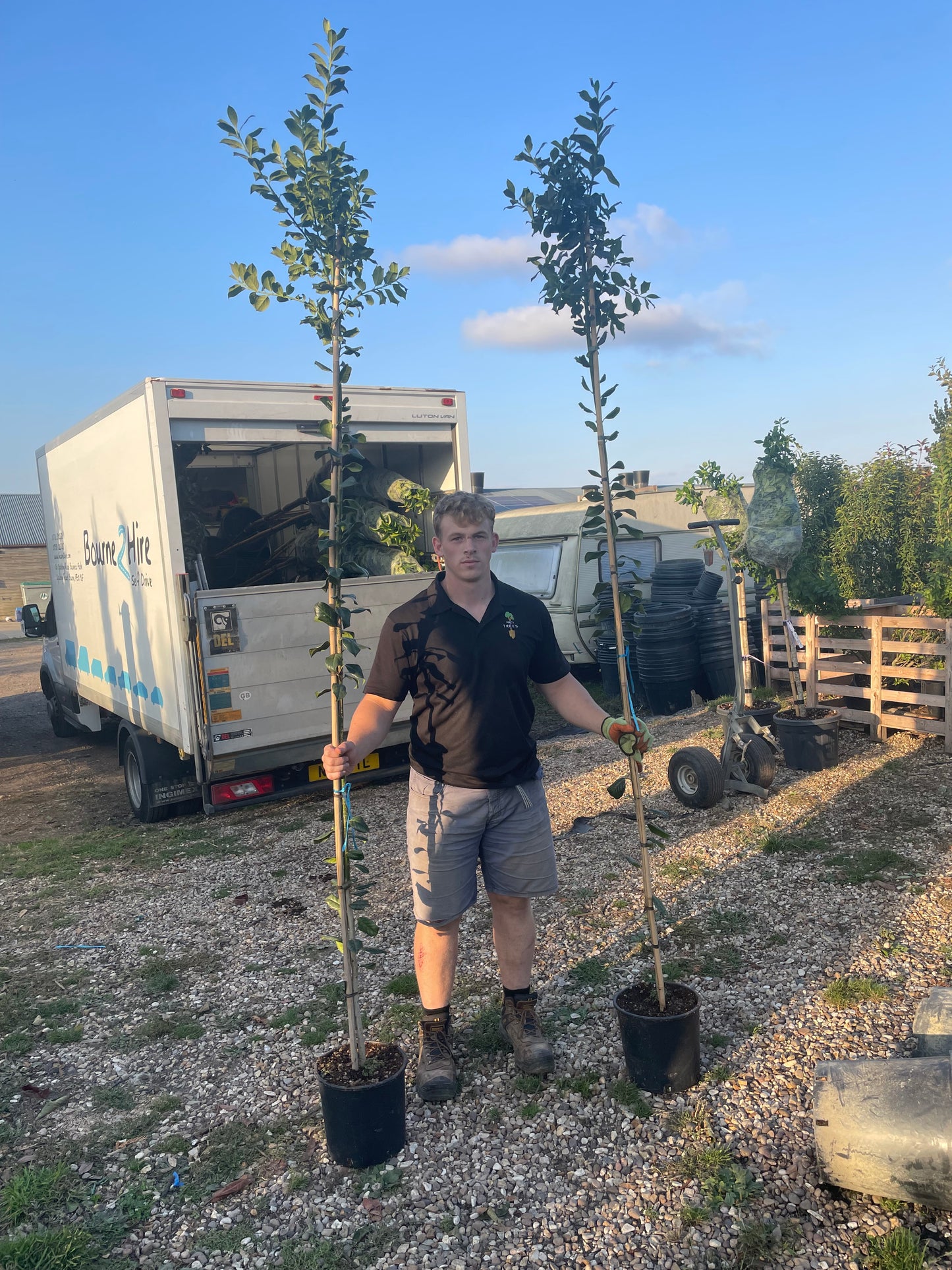 Ilex - Nellie R Stevens - 3/4 Standard Tree