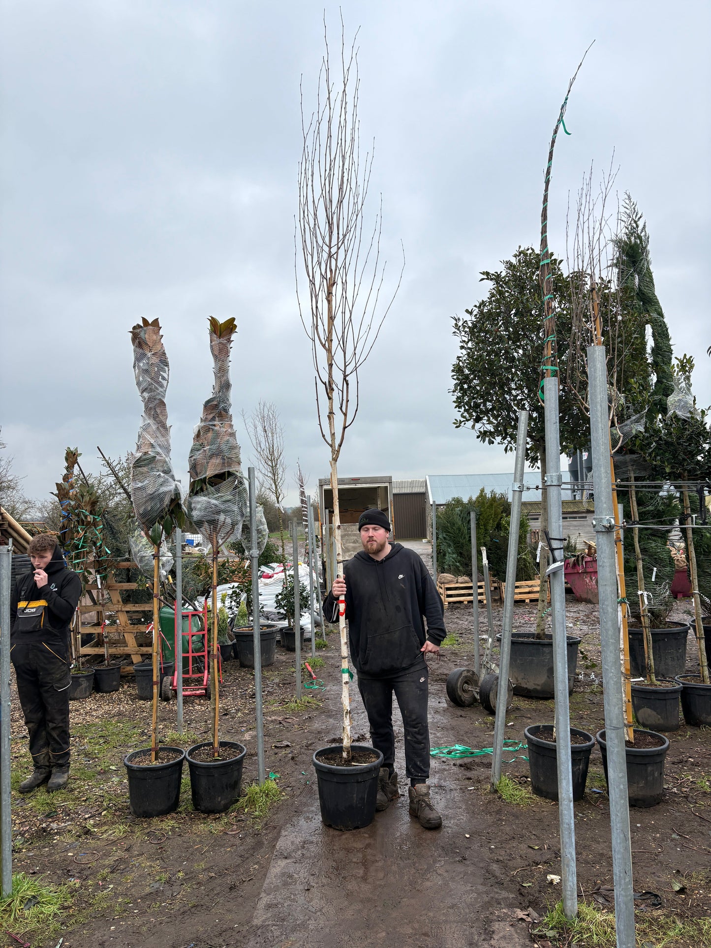 Betula utilis (Himalayan Birch) - full standard - (180-190cm clear stem)