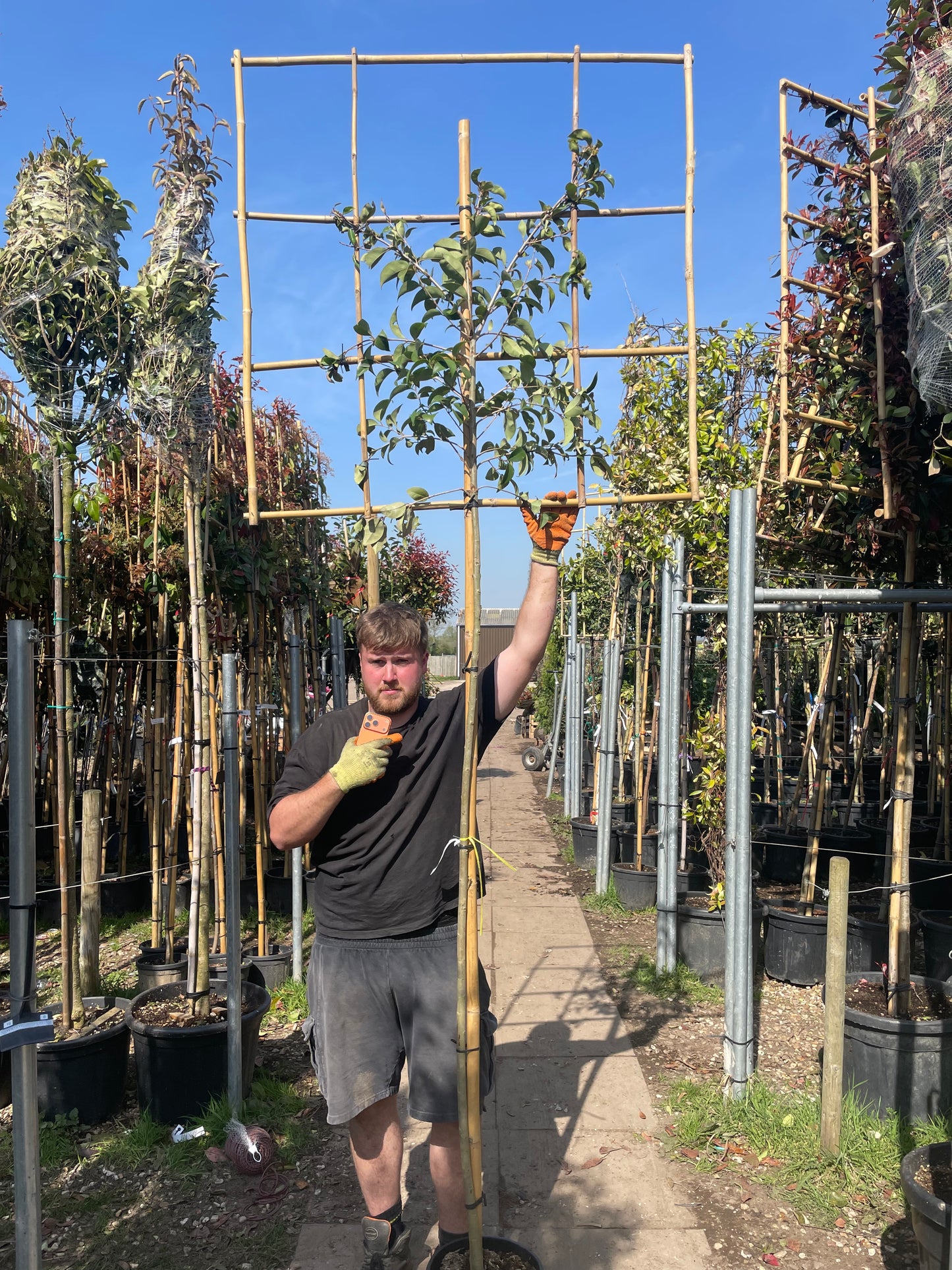 Ligustrum japonica “Japanese Privet” - Pleached (180-190cm clear stem)