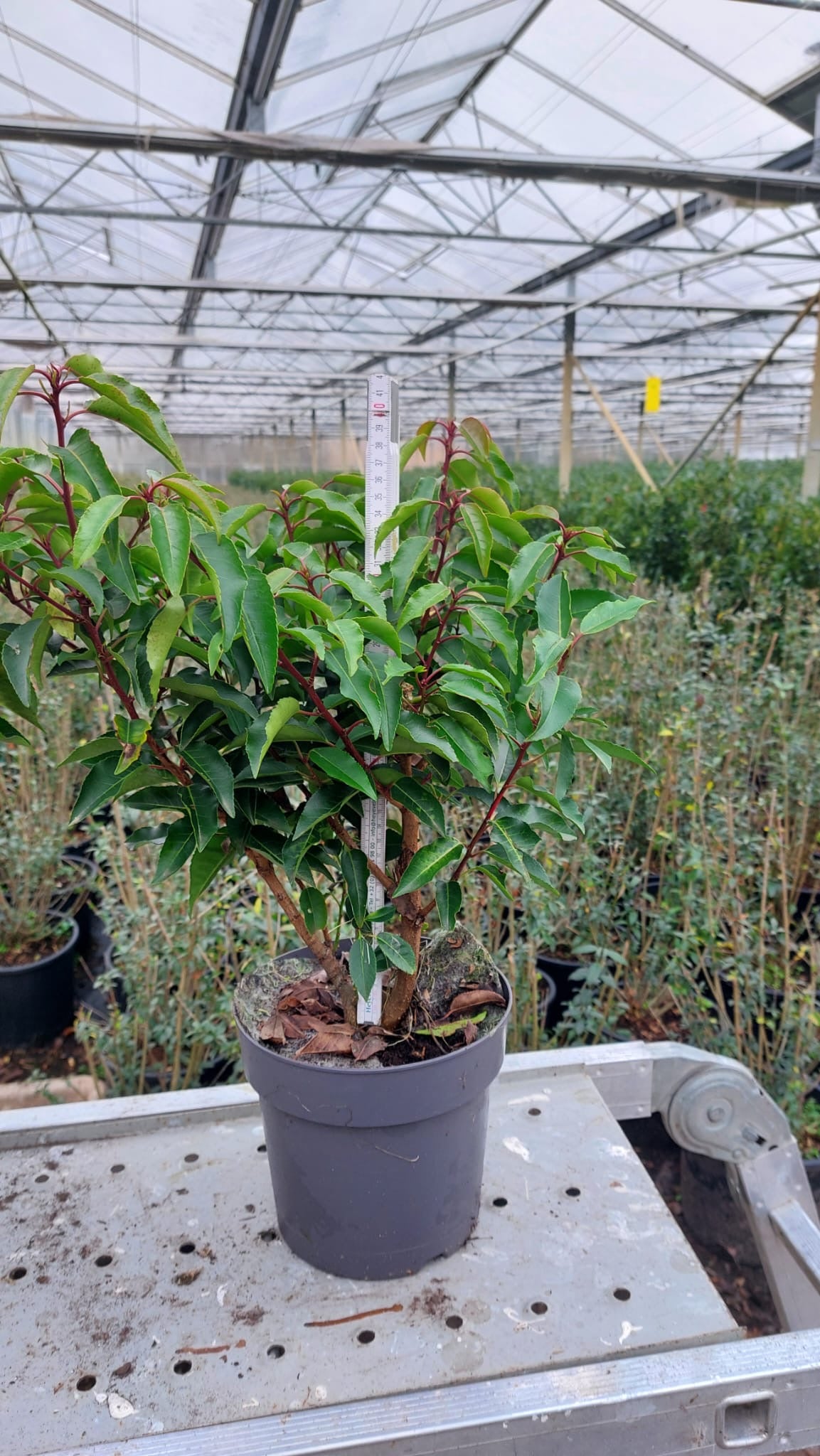 Prunus lusitanica (Portuguese Laurel) - Hedging