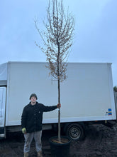 Hornbeam Trees for Sale | H&C's Quality Hornbeam Collection - H&C's Trees
