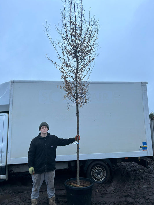 Carpinus betula Standard Trees (Hornbeam) (180-190cm clear stem)