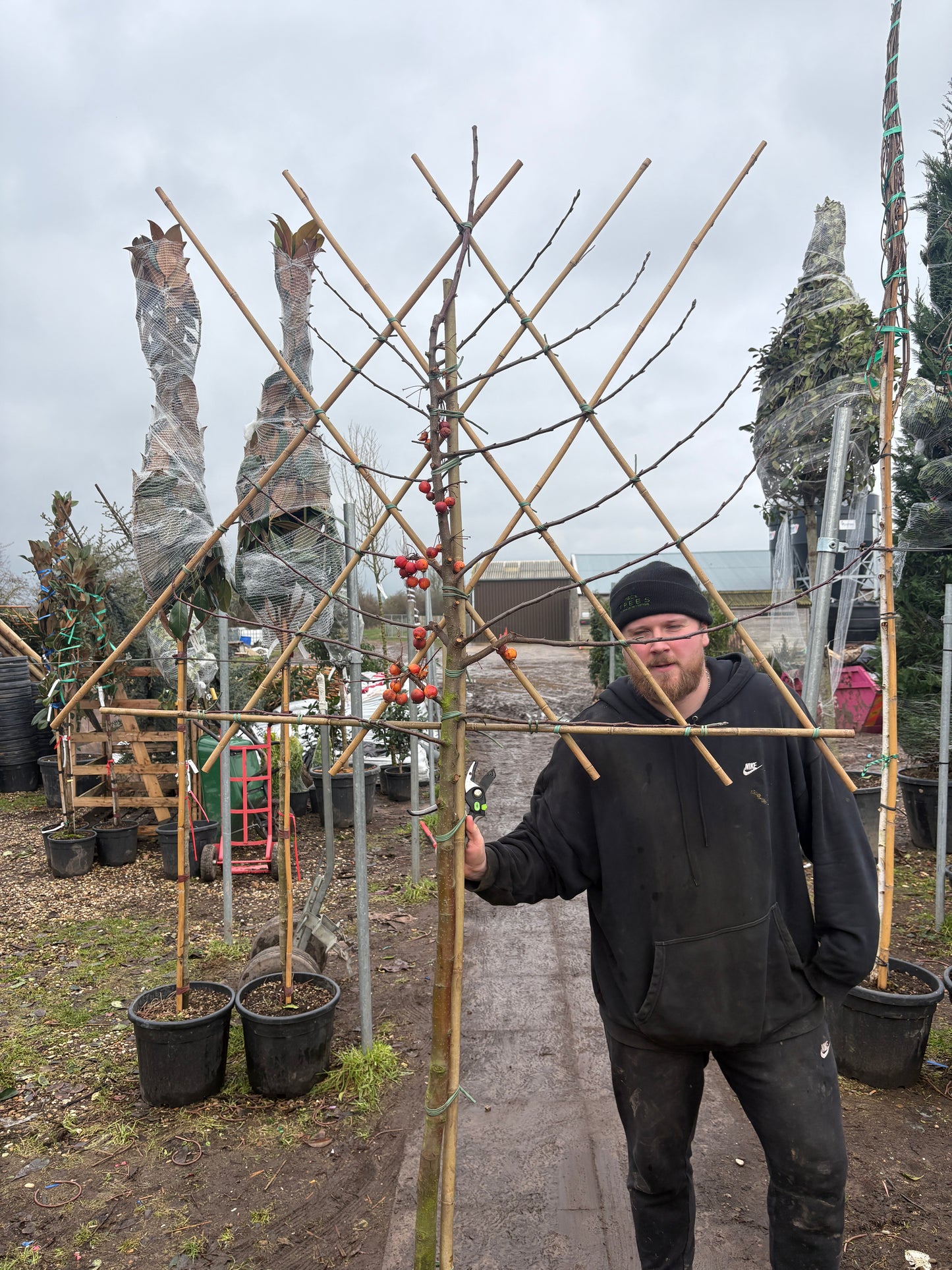 Pleached Malus domestica ‘Evereste’