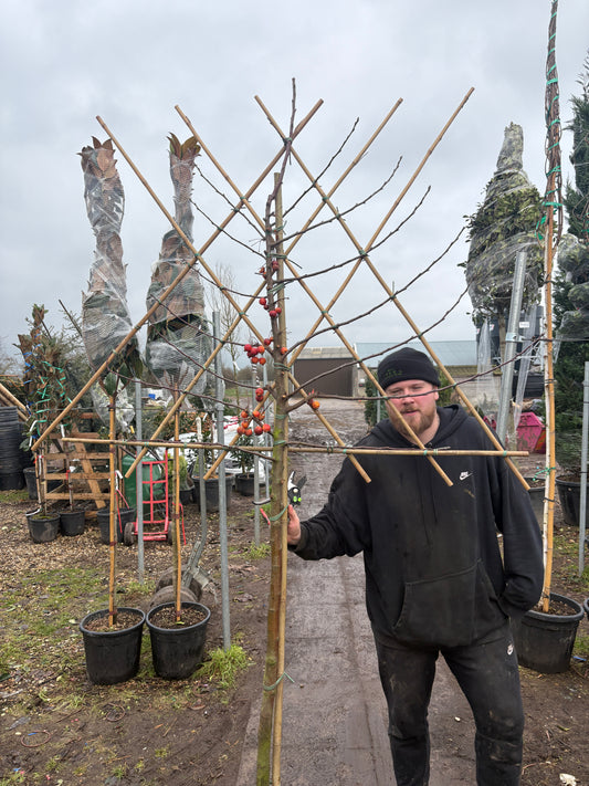 Pleached Malus domestica ‘Evereste’