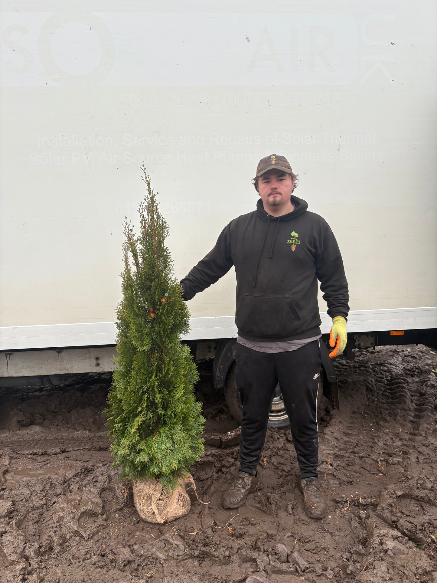 Thuja occidentalis 'Smaragd' -Hedging