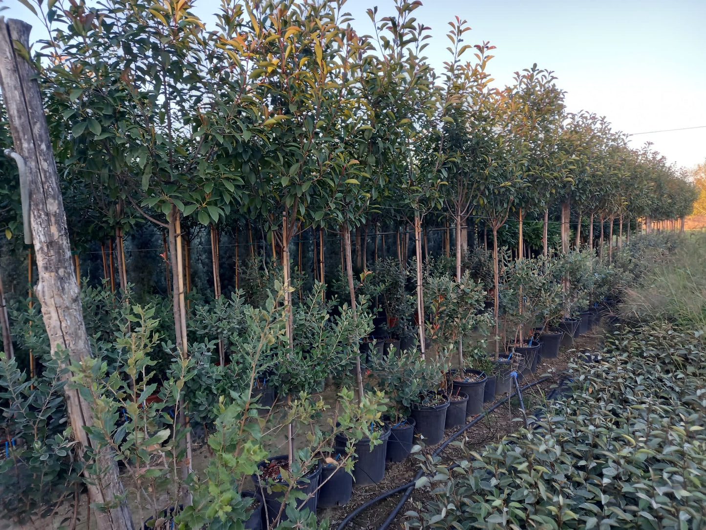 Red Robin - 3/4 standard trees (140-160cm clear stem)