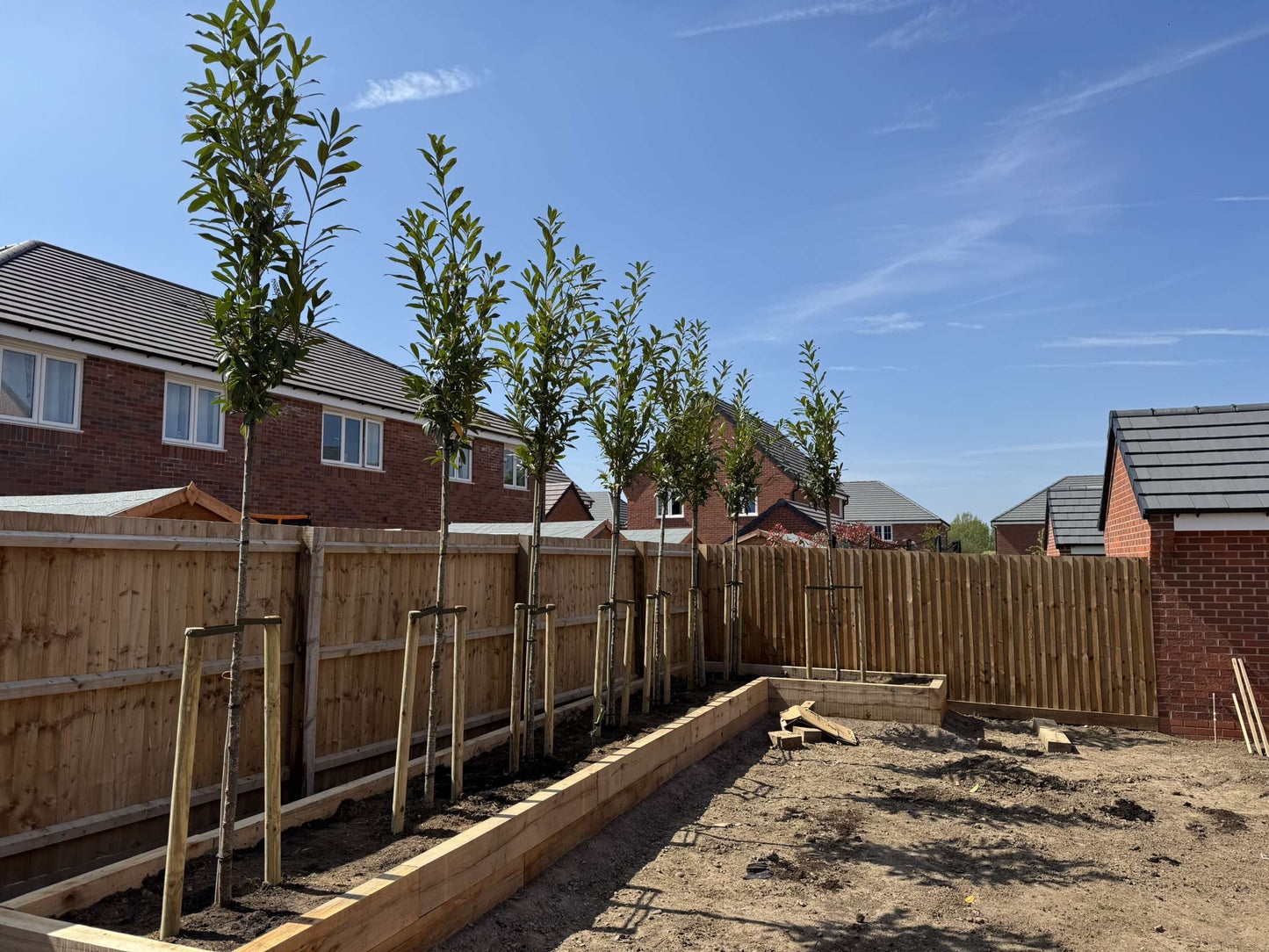 Prunus laurocerasus 'Rotundifolia' (English Cherry Laurel) - full standard (180-200cm clear stem)