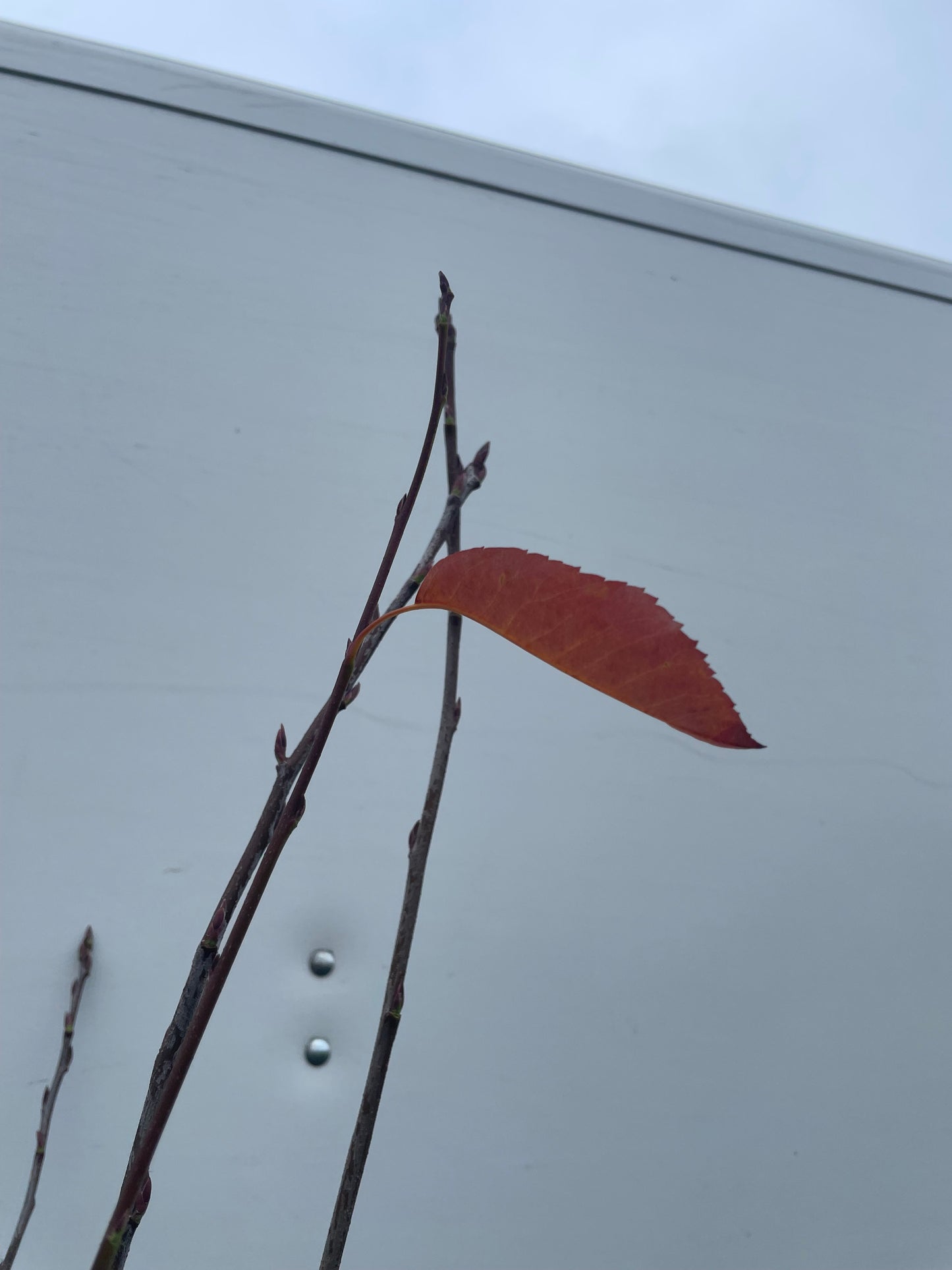 Amelanchier lamarckii