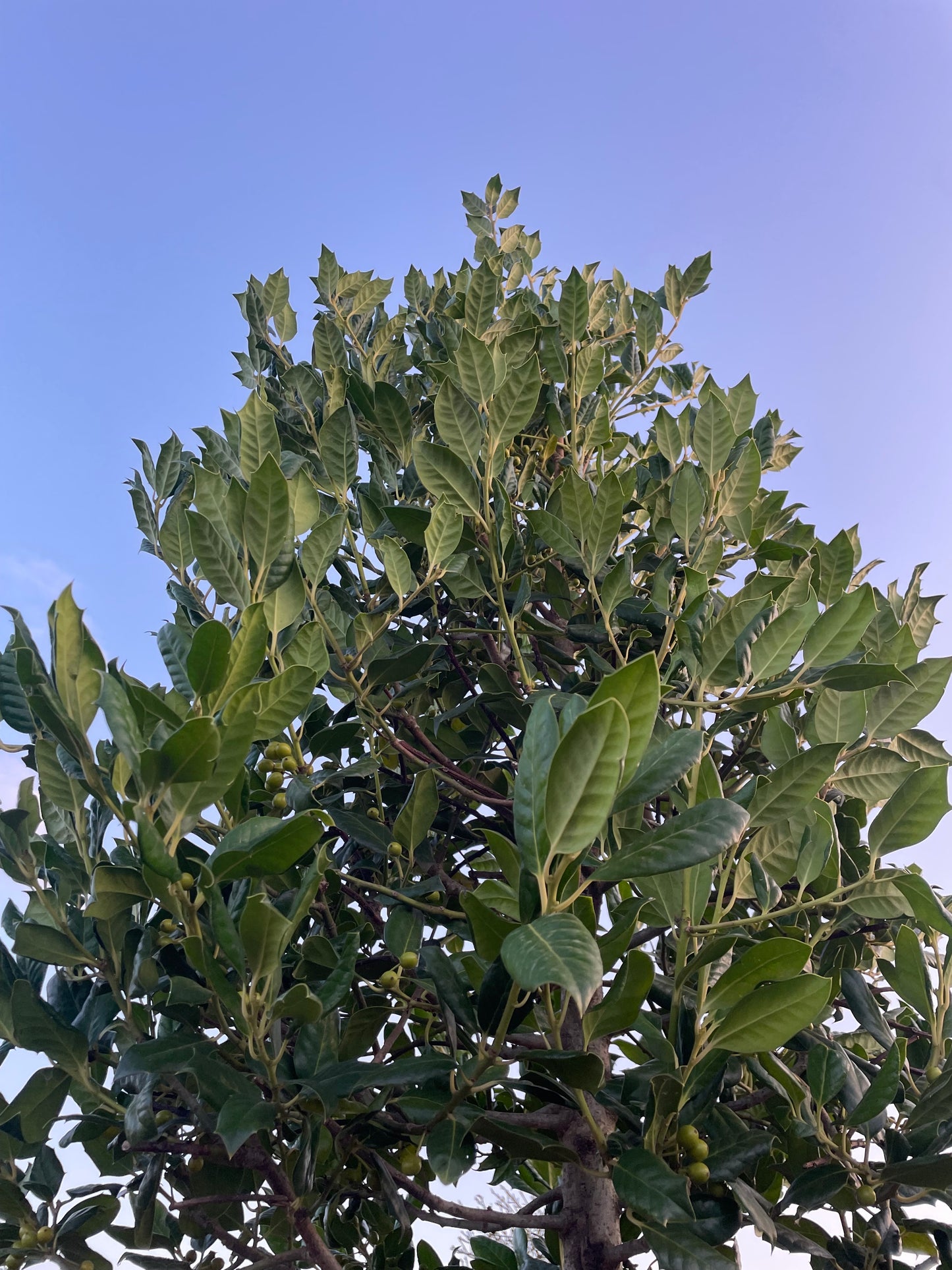 Ilex - Nellie R Stevens - Standard Tree