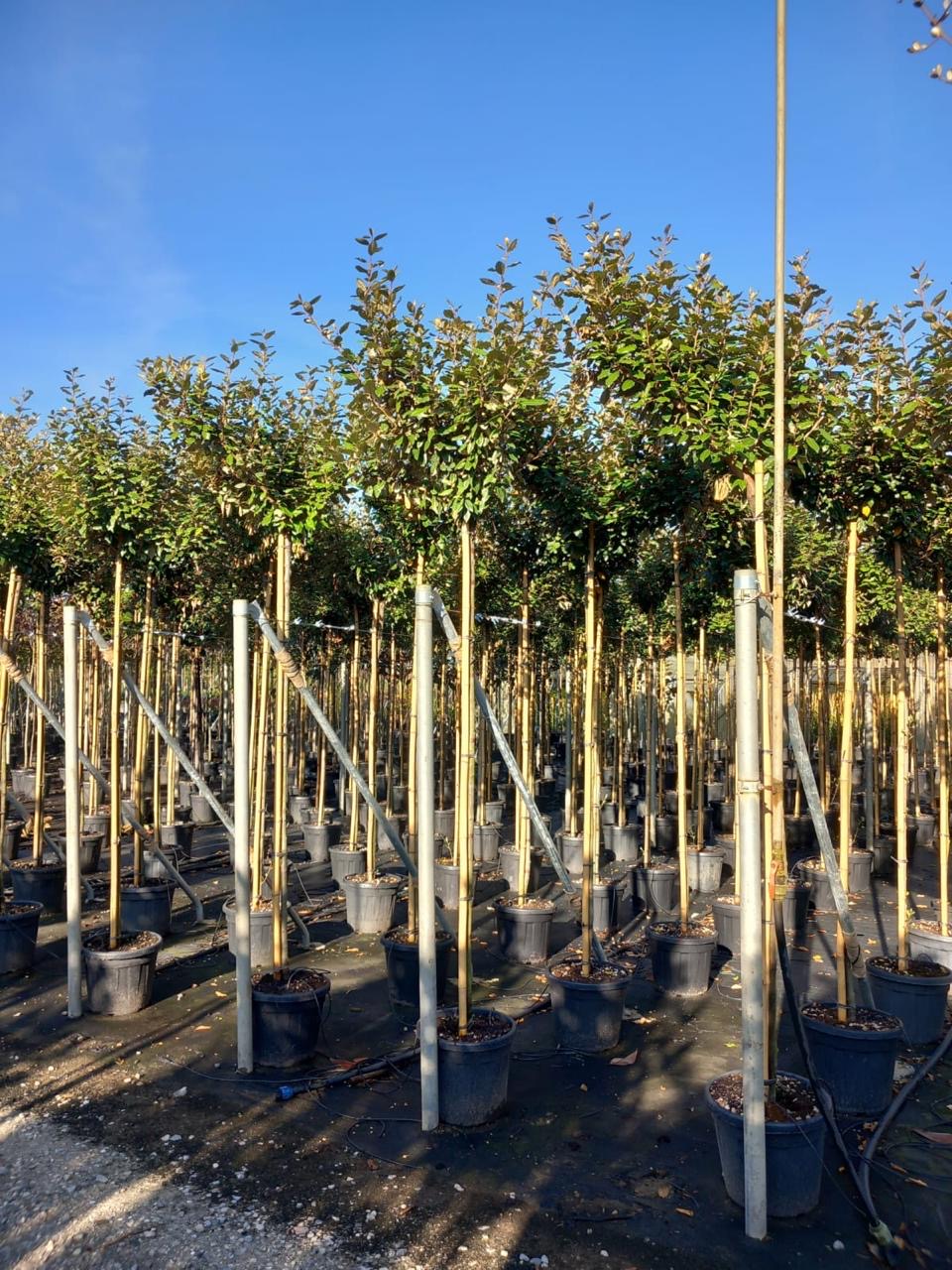 Full Standard Trees | Mature Trees For Sale - Buy Online - H&C's Trees