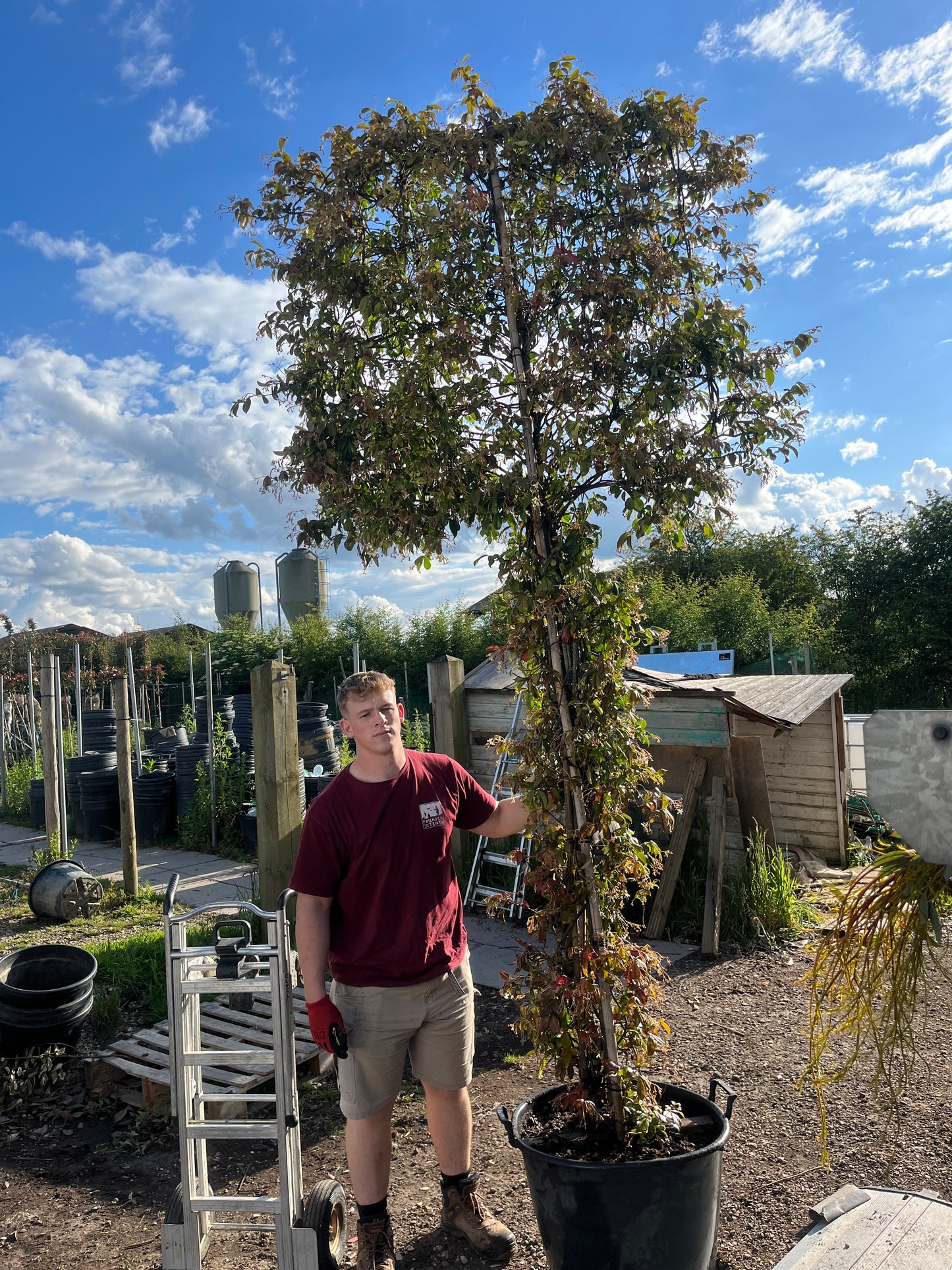 Trachelospernum - Pleached