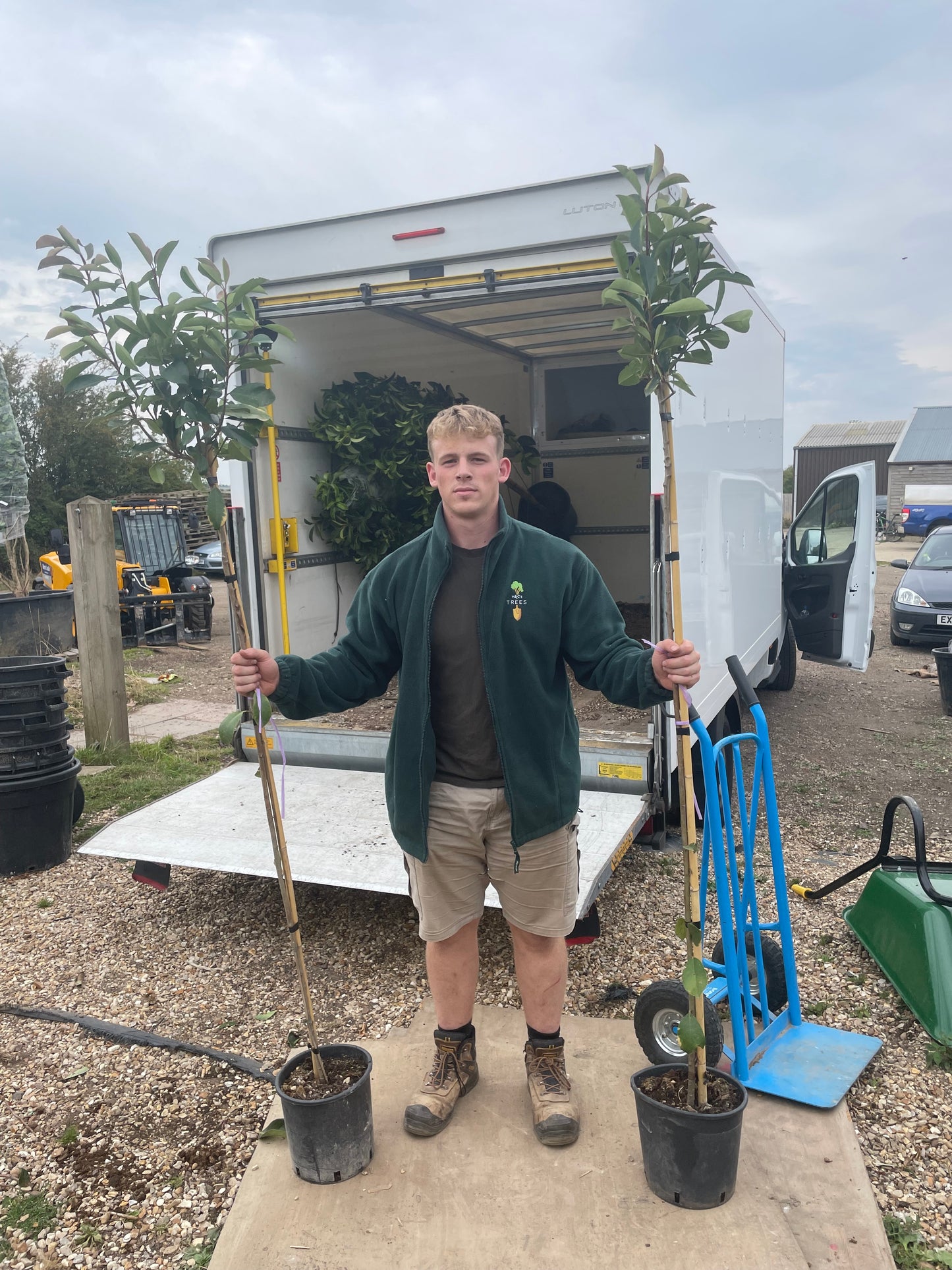 Red Robin - 3/4 standard trees (140-160cm clear stem)