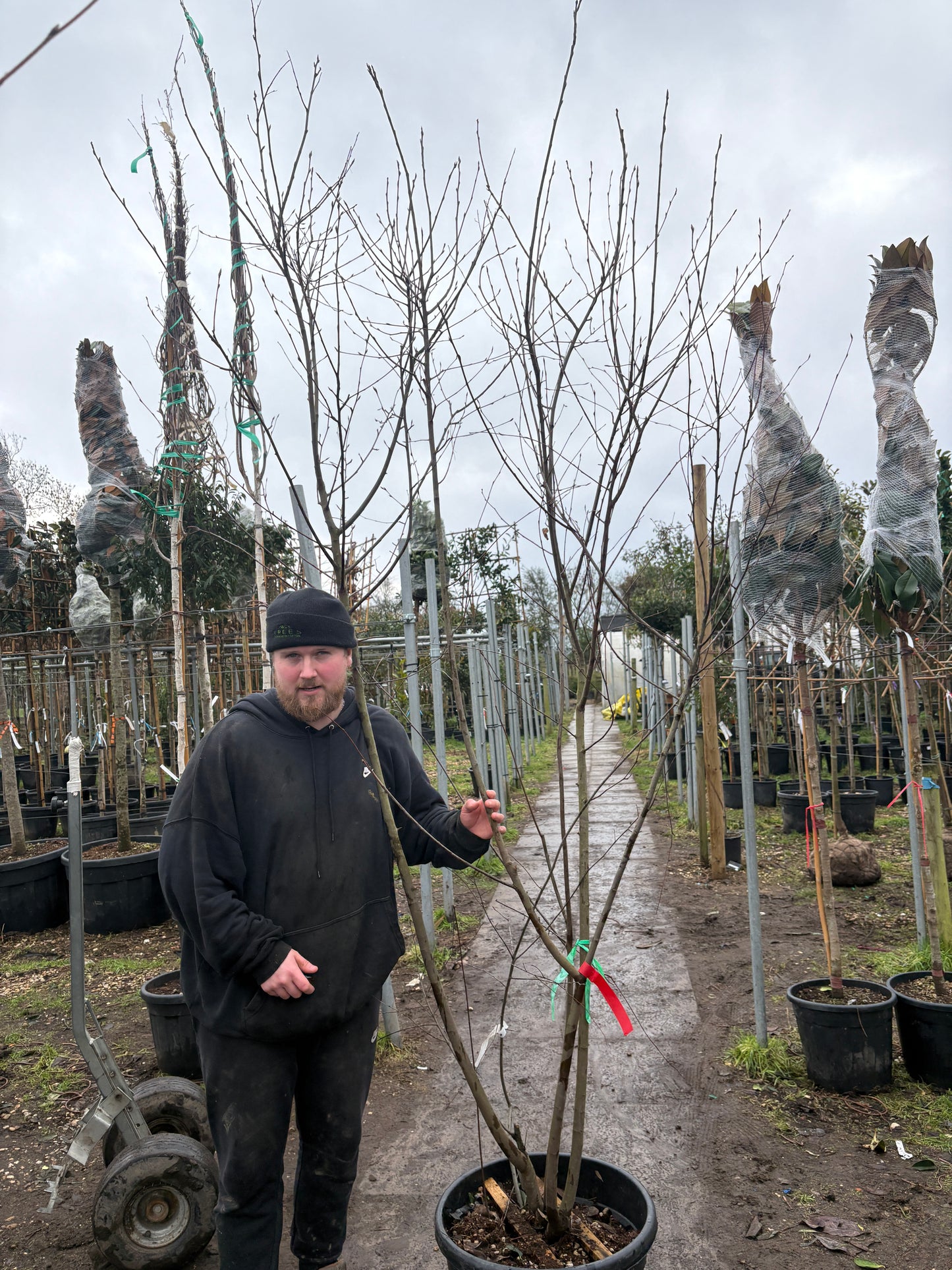 Amelanchier lamarckii - multi stem