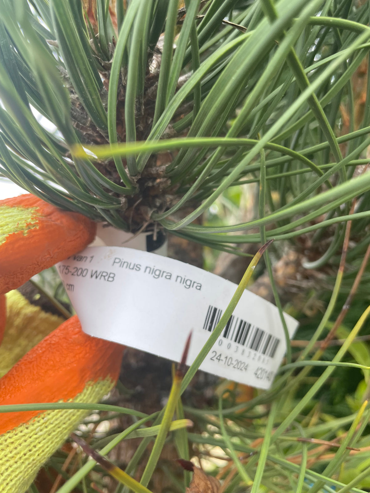 Pinus nigra subsp. nigra (Austrian Pine)