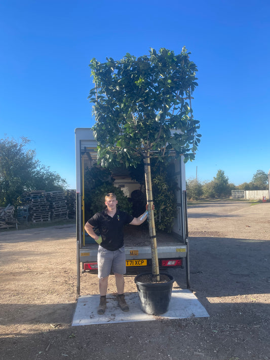 Mature Prunus laurocerasus 'Rotundifolia' (English Cherry Laurel) - Pleached