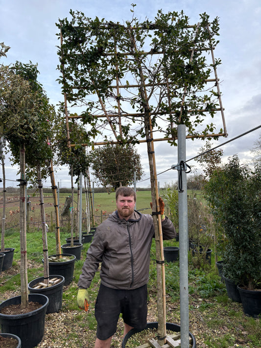 Pleached Camellia 'Cleopatra'